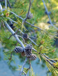 Pine Cones, Sacramento, California