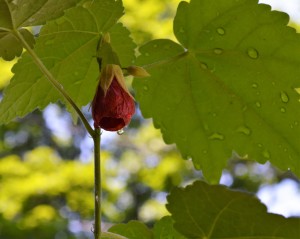 Abutilon (Flowering Maple) after the rain, Ithaca, New York